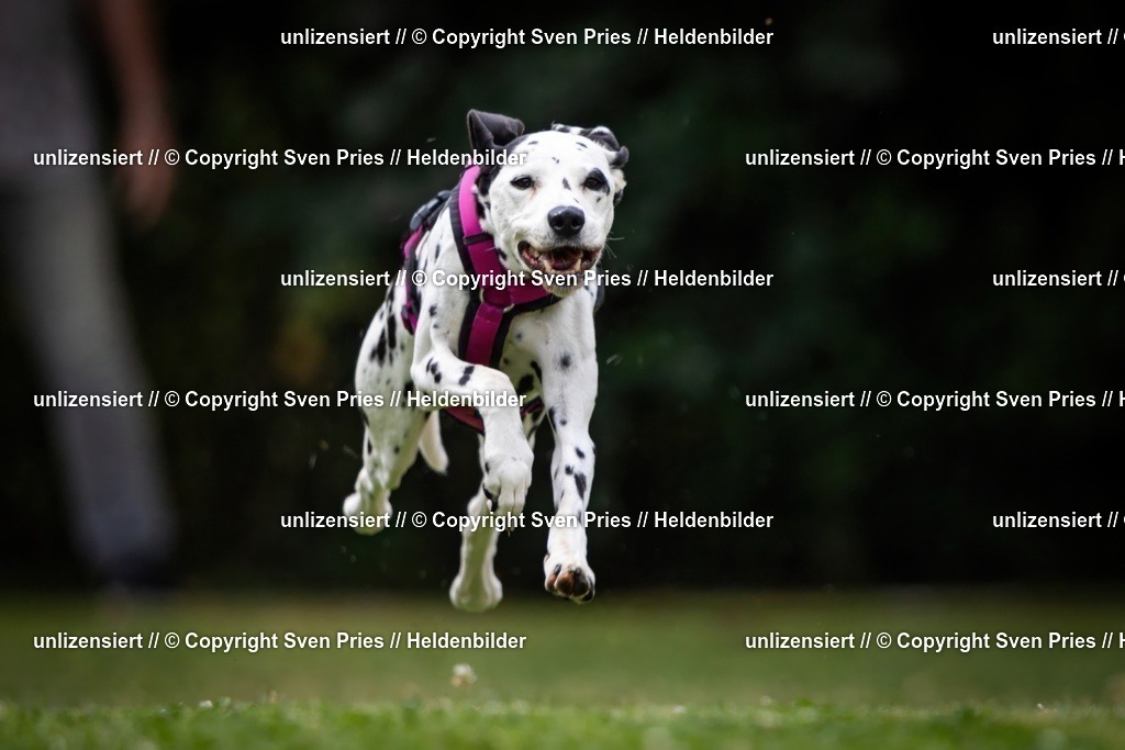 Sven Pries | 19. Allgemeines Hunderennen Karlsruhe Durlach - Realisiert mit Pictrs.com