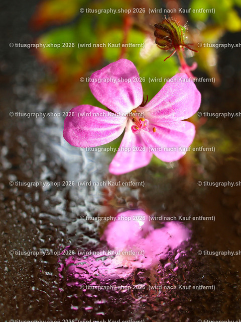 titusgraphy_PA289985-vz-ln | titusgraphy-shop: Geschenkideen mit Qualitätsfotos. titusgraphy-shop: gift ideas with quality photos. titusgraphy-shop: idées cadeaux avec photos de qualité.  - Realisiert mit Pictrs.com