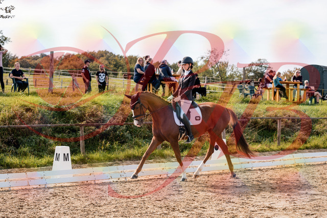 2026_10_03_Siefer-Hof_133000_Z63_91783402 | Professionelle Reitsport-, Turnier- und Eventfotografie von Robert Broda. Galerien mit ausgewählten und bearbeiteten Bildern direkt online ansehen und bestellen.