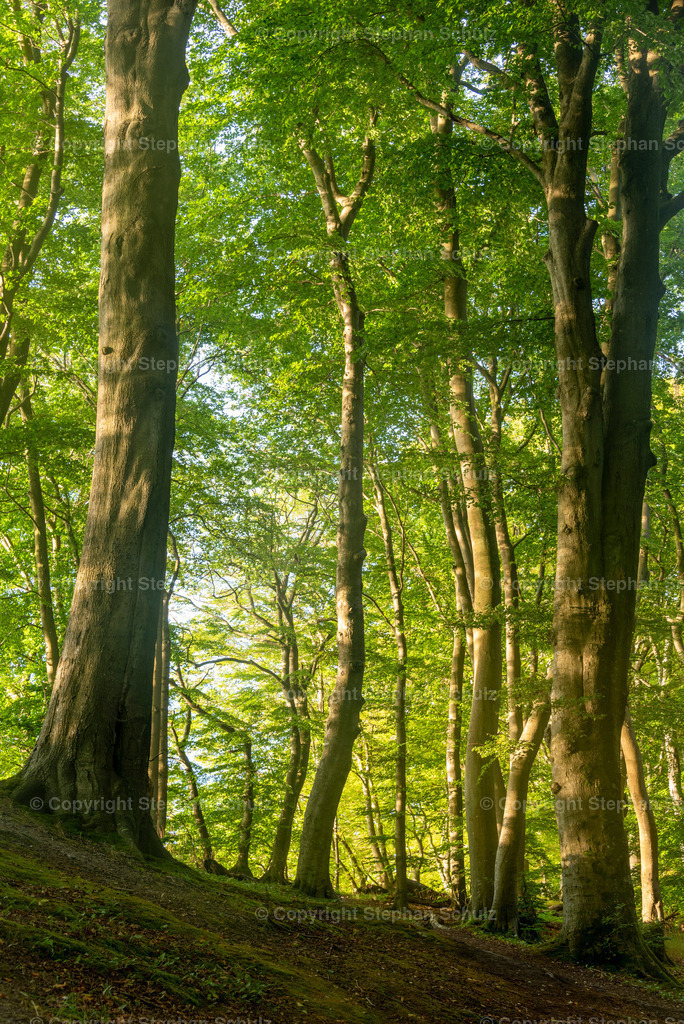 Nationalpark Jasmund | Alten Buchen stehen an der Steilküste im Nationalpark Jasmund, der zum Unesco-Welterbe gehört.  - Realisiert mit Pictrs.com