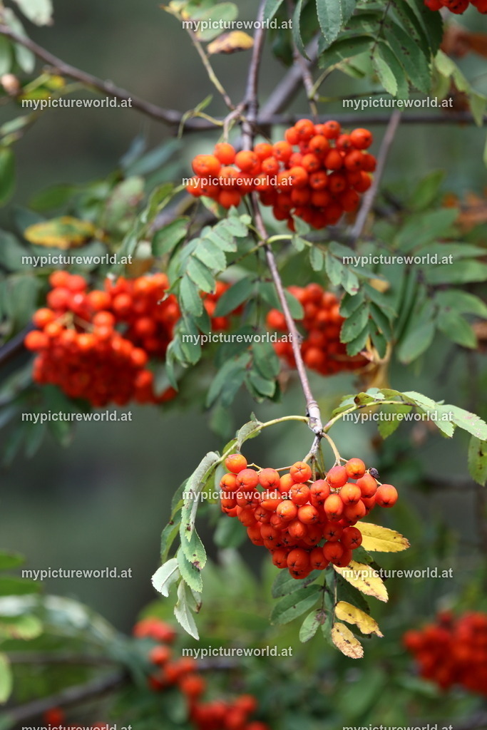 Vogelbeere-014 | Das Bilderarchiv über Tiere, Planzen und Landschaften. In der Bilddatenbank finden Sie ein große Auswahl an hochwertigen Bilder für Ihre Werbung - Realized with Pictrs.com