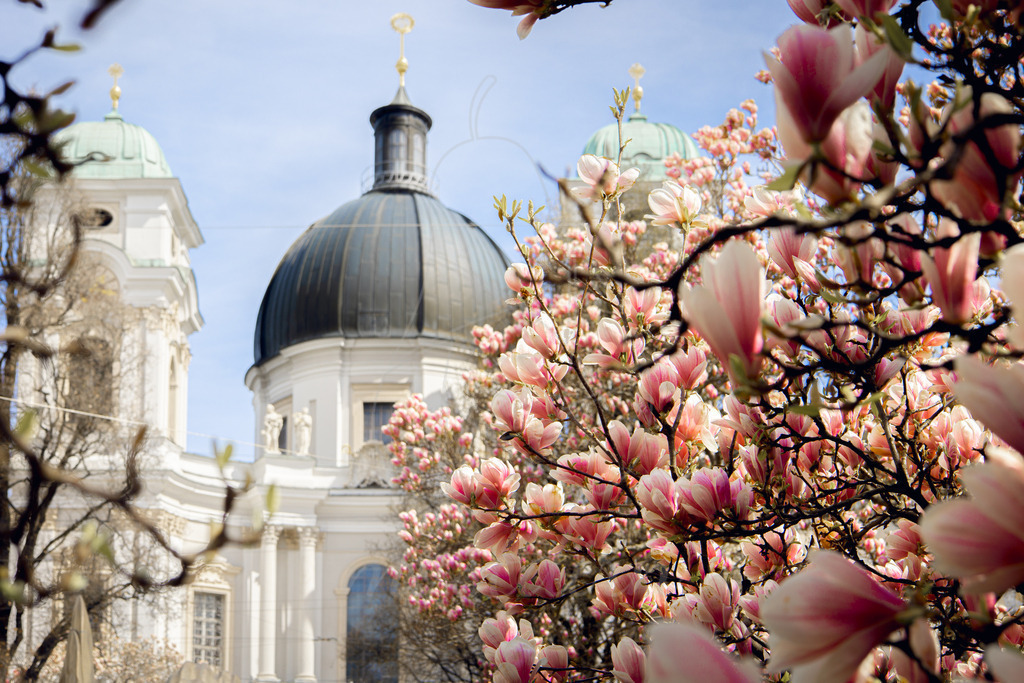 Magnolienblüte in Salzburg | Bei Veröffentlichung des Bildes ist eine Namensnennung wie folgt erforderlich: 
Foto: Mostdirn Irmgard Wieser
 - Realisiert mit Pictrs.com