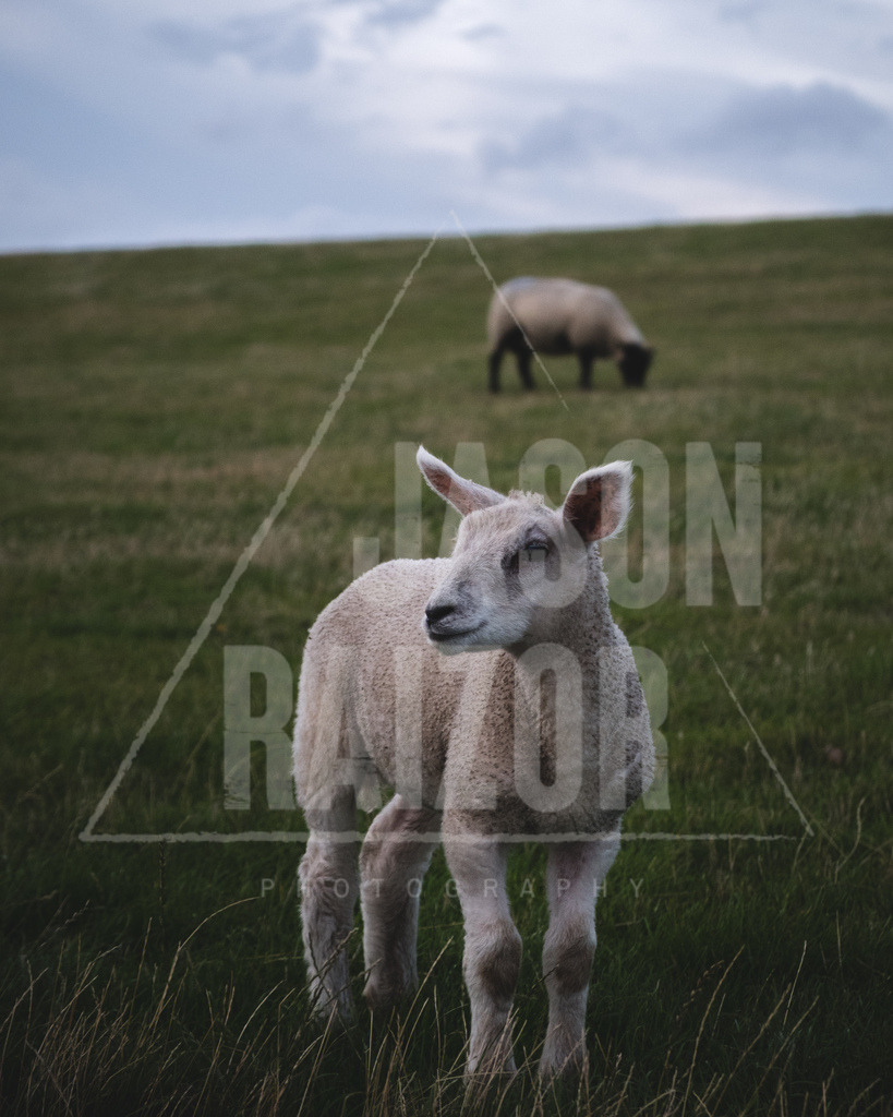 DSCF0914 | jasonraizor - Realisiert mit Pictrs.com