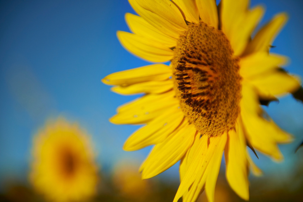 Sonnenblume | Enzersfeld, Austria - August 02, 2013: Sonnenblume. - Realisiert mit Pictrs.com