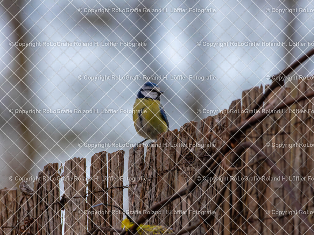 20240411_Vögel_RoLoGrafie-9 | Vogel im heimischen Garten - Realisiert mit Pictrs.com