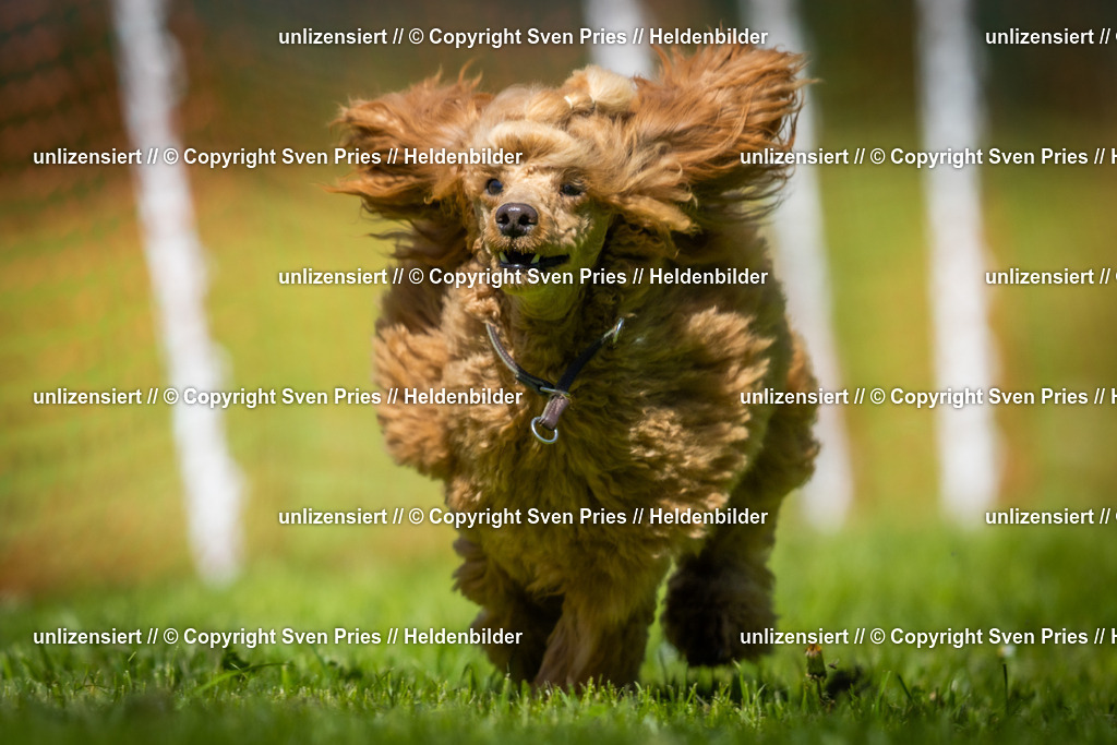 Hunderennen_April_2026_464 | 2026-04-26 - Hunderennen Baden-Oos April 2026 - Realisiert mit Pictrs.com