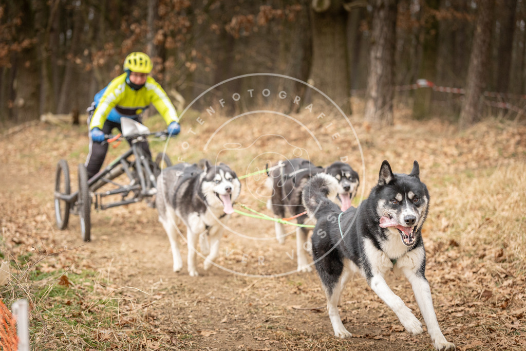 Pfotenfotografie_DV3A4888 | Hundefotografie, Tierfotograf, Pfotenfotografie, Fotoshooting Hund, Hunde Portrait, Hundesport, Hundeportraits, Heideshooting, Hunde, Sportfotograf, Hundefotograf, Turnierhundsport, THS,  - Realisiert mit Pictrs.com