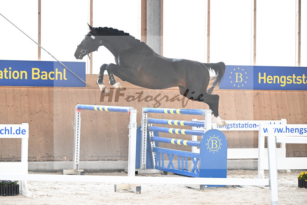 Kat-Nr. 33 El Pablo v. El Barone 111 Z_Schaefer_5251625 | hf-fotografie - Realisiert mit Pictrs.com