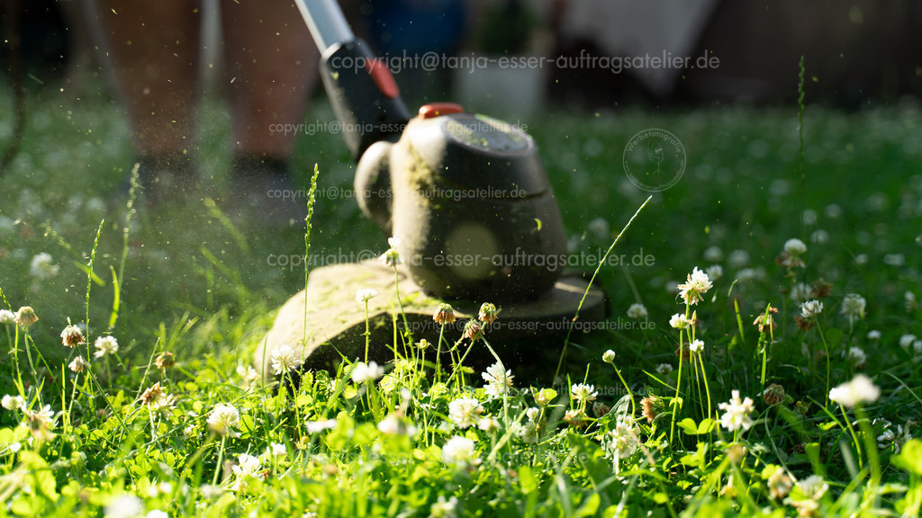 Rasen mit Kleeblüten wird getrimmt | Ein Rasentrimmer schneidet eine grüne Wiese voller blühendem Weißklee, wodurch wichtige Nahrung für Wildbienen und Insekten verloren geht. Das Bild thematisiert den Konflikt zwischen ordentlicher Gartenpflege und Naturschutz, mit Copy Space im unscharfen Hintergrund für eigenen Text.