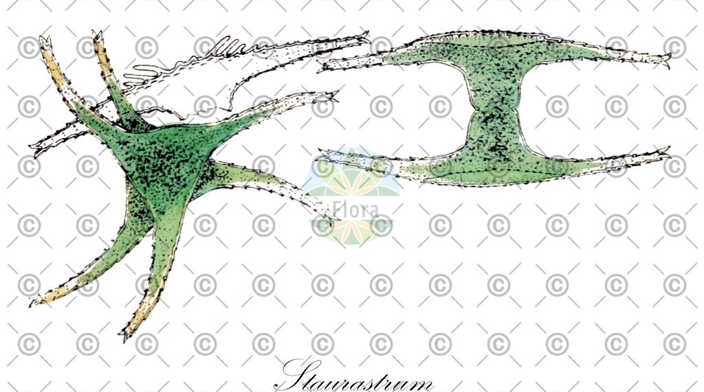 HistAbb_7M23_2_ENZY_Simple | Historische Abbildung von Staurastrum - Desmidiaceae (0) | Historical Illustration of Staurastrum - Desmidiaceae (0)