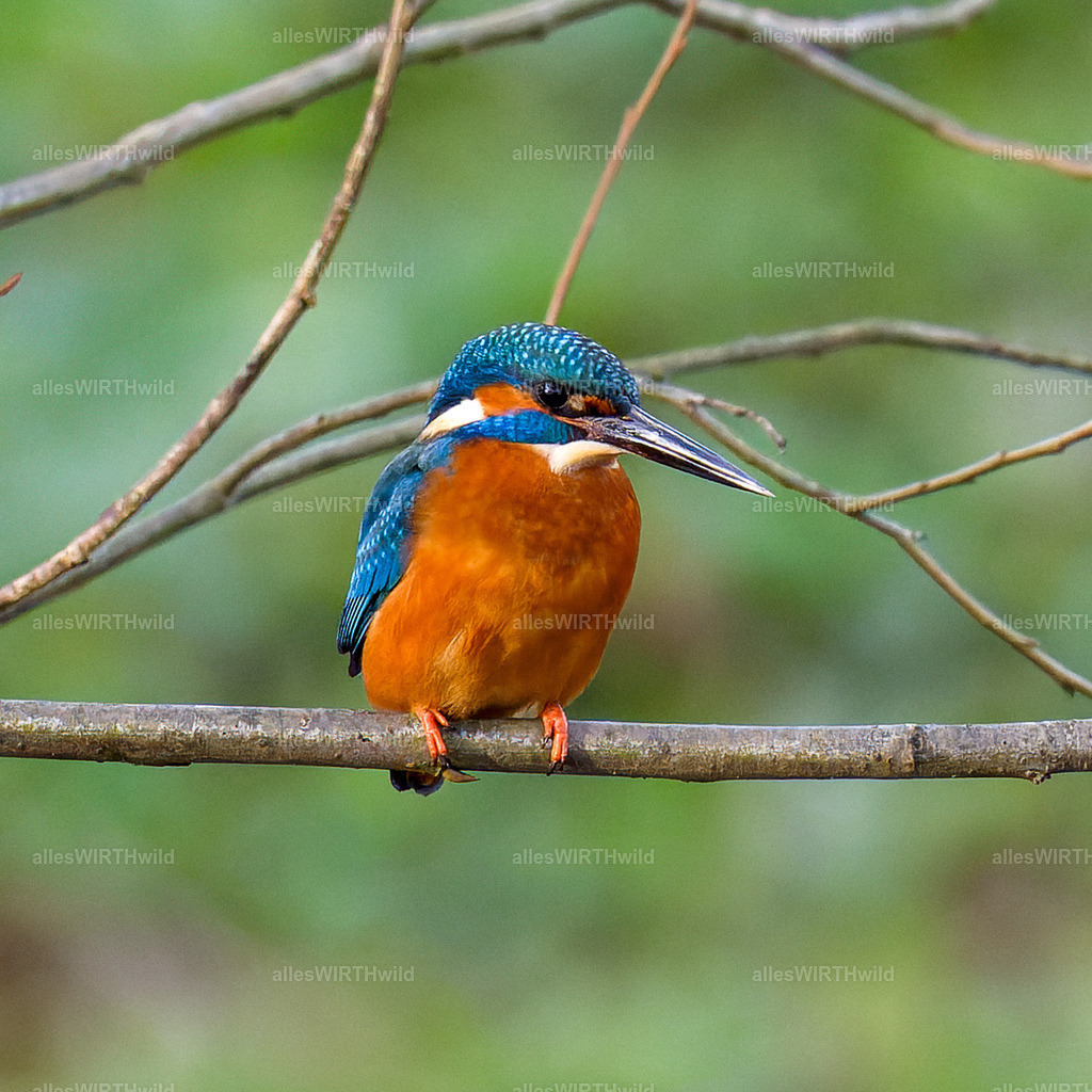 Daniel Wirth - www.allesWIRTHwild.de -7IV01348 | Entdecke die faszinierende Welt der Natur- und Wildlife-Fotografie von Daniel und Bärbel. Inspirierende Bilder von wilden Tieren und kleinen Naturwundern.