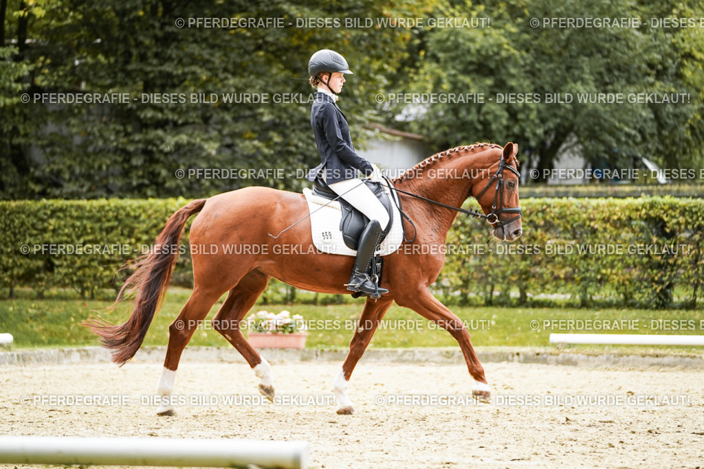 DSC07529 | Pferdegrafie