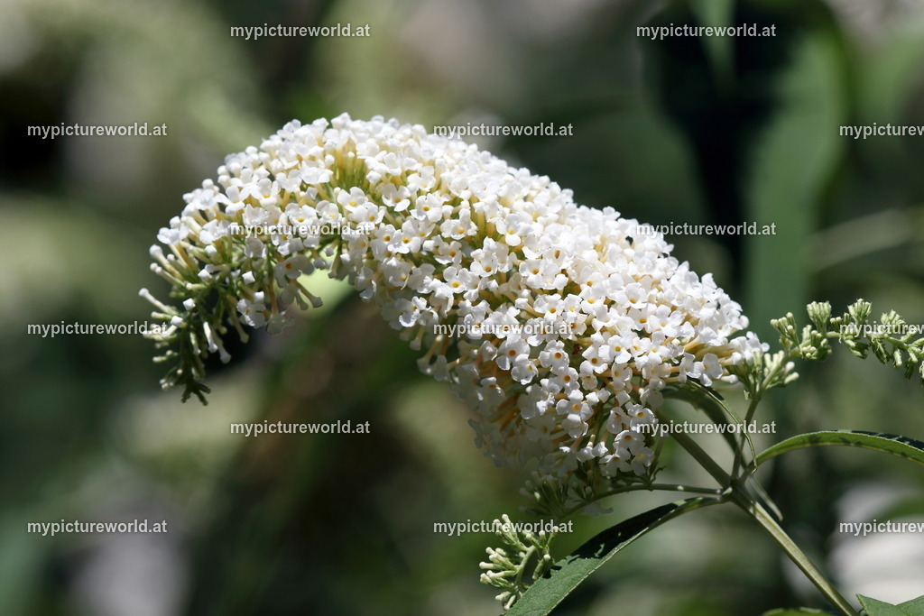 Sommerflieder-006 | Das Bilderarchiv über Tiere, Planzen und Landschaften. In der Bilddatenbank finden Sie ein große Auswahl an hochwertigen Bilder für Ihre Werbung - Realized with Pictrs.com