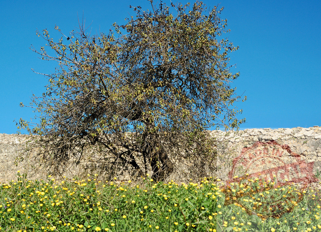 Tree framing stone wall with yellow spring flowers | Tree with budding leaves in front of a stone wall, with yellow buttercup flowers blooming in springtime - Realized with Pictrs.com
