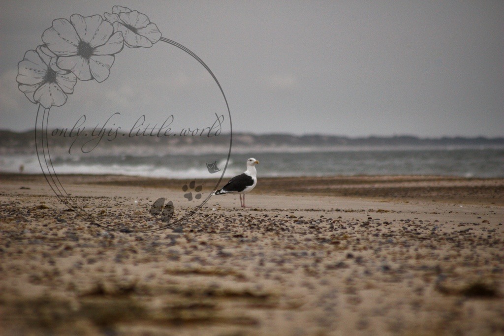 IMG_8602-01 | only.this.little.world - Realisiert mit Pictrs.com