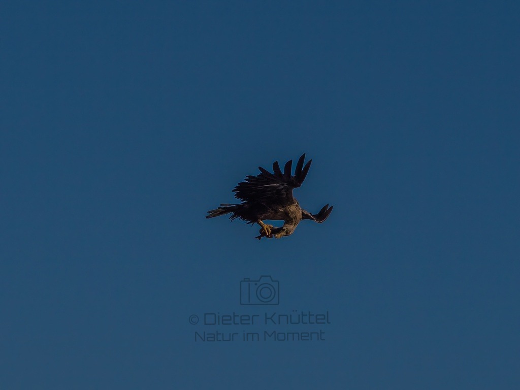 P1001709-LR-topaz-enhance | Natur im Moment - Realisiert mit Pictrs.com