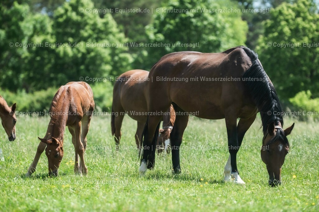 20210617_Fohlen_0187 | Foto: Thomas Hartig