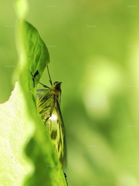 Ackerwinden-Motteneulchen (Emmelia trabealis) | Inanta - Realisiert mit Pictrs.com