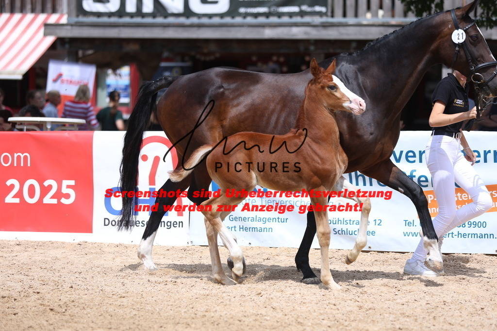 Fohlenschau_Schwäbisch_Hall_springbetonte_Fohlen_KN 21_5 | lmwpictures - Realisiert mit Pictrs.com