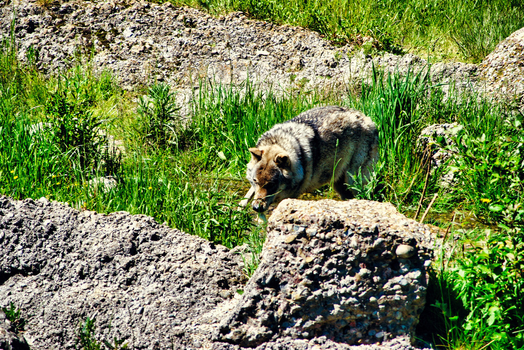 Tiere (19) | Tierfotografie / Haustierfotografie - Realisiert mit Pictrs.com
