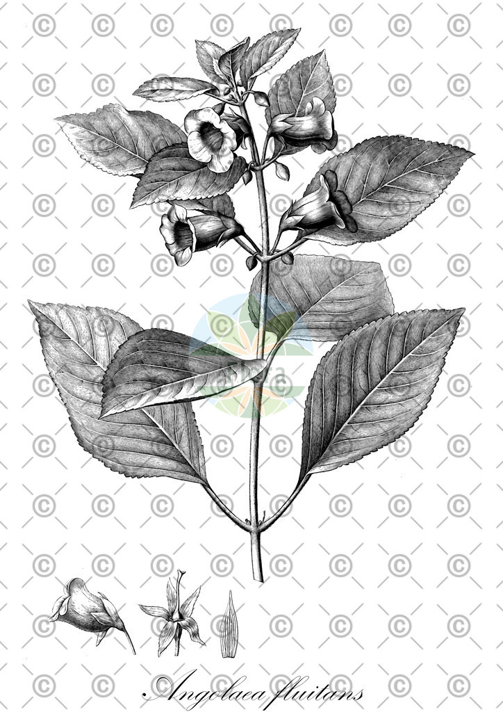 HistAbb_wfo-0000536542_530_ENZY_Simple | Historische Abbildung von Angolaea fluitans - Podostemaceae | Historical Illustration of Angolaea fluitans - Podostemaceae