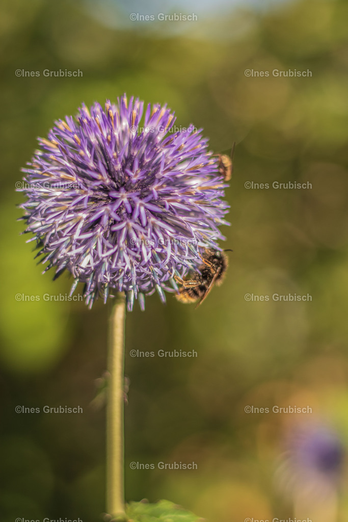 Kugeldistel mit Besuch | Lila Lubbenbomm - Artwork by Ines Grubisch - Realisiert mit Pictrs.com