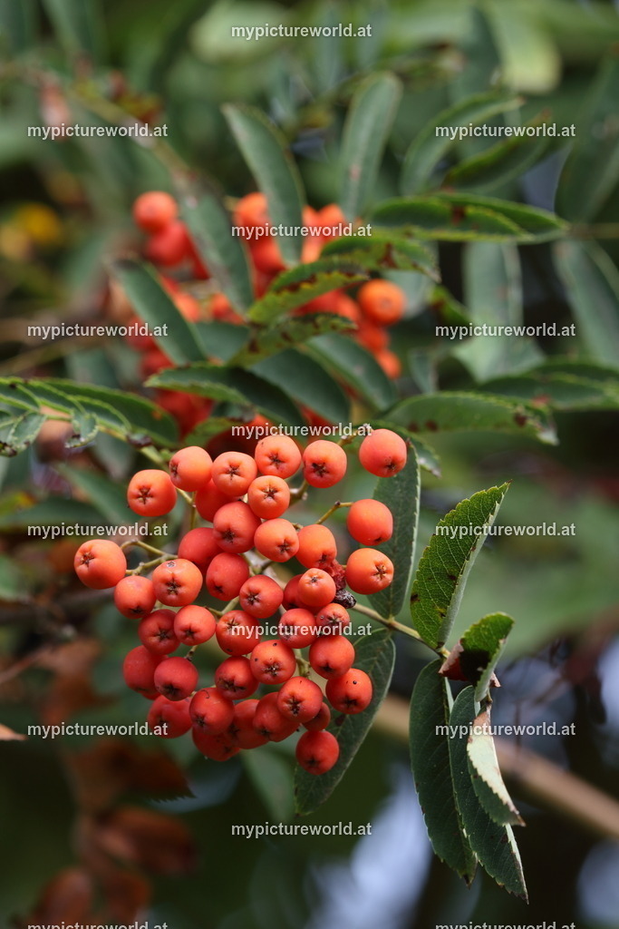 Vogelbeere-011 | Das Bilderarchiv über Tiere, Planzen und Landschaften. In der Bilddatenbank finden Sie ein große Auswahl an hochwertigen Bilder für Ihre Werbung - Realisiert mit Pictrs.com