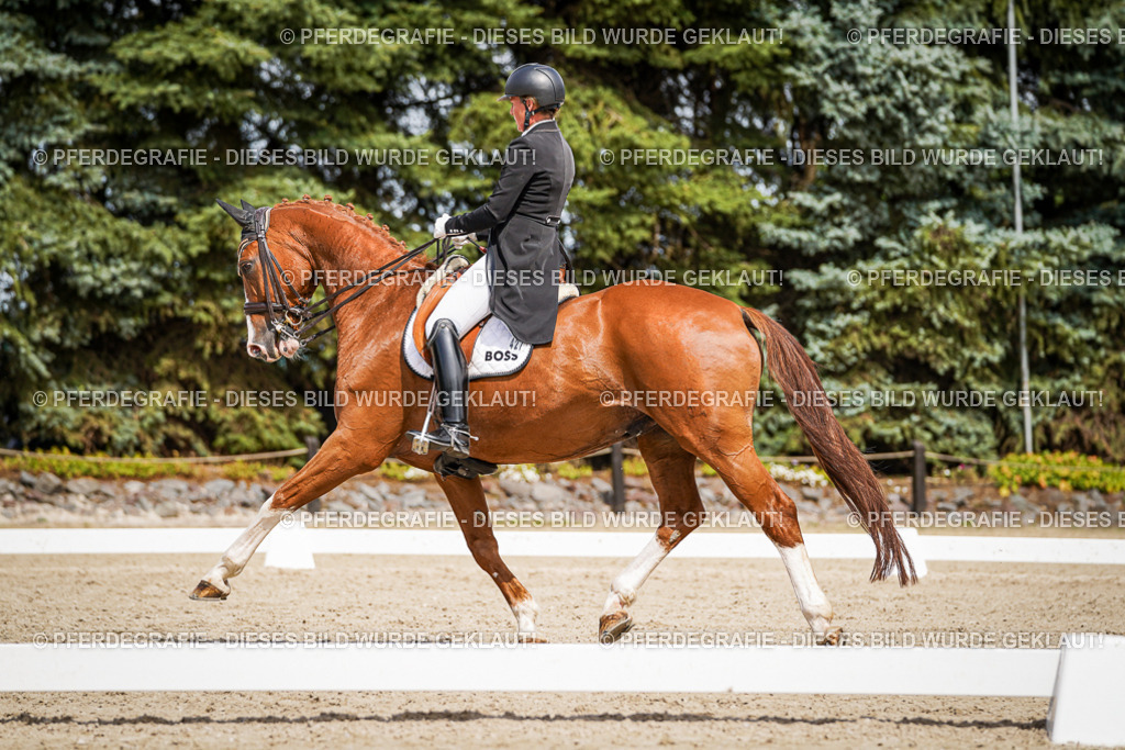 DSC06447 | Pferdegrafie