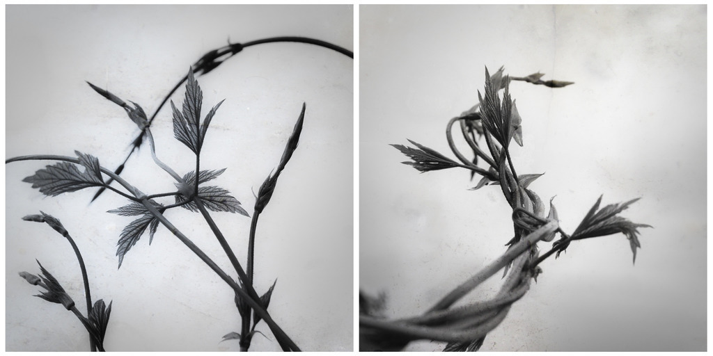 geflecht | Stimmungsvolle Fotografien von Dorit Fuhg. Kaufen Sie bequem hochwertige Fine-Art Drucke, Wandbilder und Kalender hier im Online-Shop. - Realisiert mit Pictrs.com