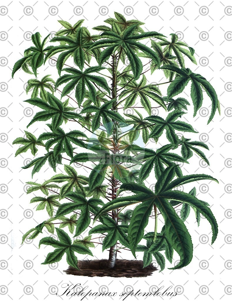 HistAbb_wfo-0000220596_2_ENZY_Simple | Historische Abbildung von Kalopanax septemlobus - Araliaceae | Historical Illustration of Kalopanax septemlobus - Araliaceae