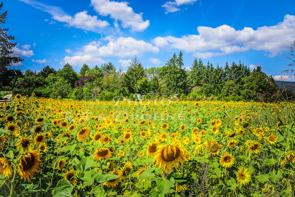 IMG_0899 | Auf dem großen Eisenboz in Boppard wachsen viele Sonnenblumen. - Realisiert mit Pictrs.com