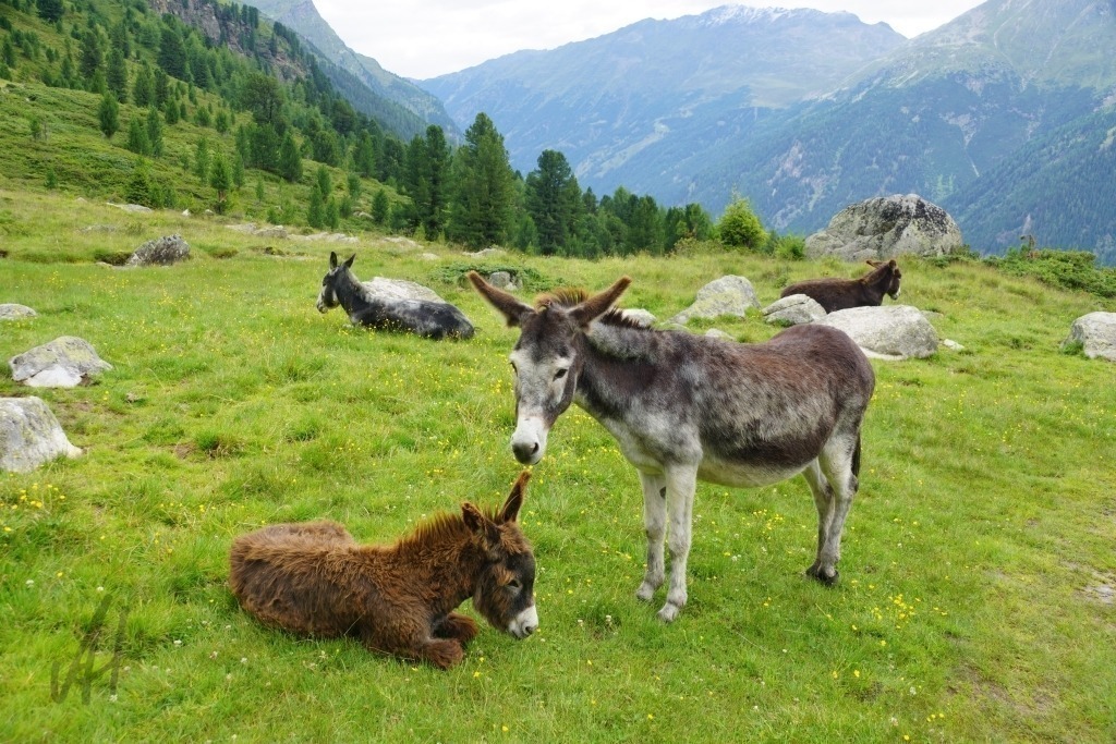 Eselfamilie mit Jungtier | Eselfamilie mit Jungtier auf der Arzelalm im Pitztal - Realisiert mit Pictrs.com