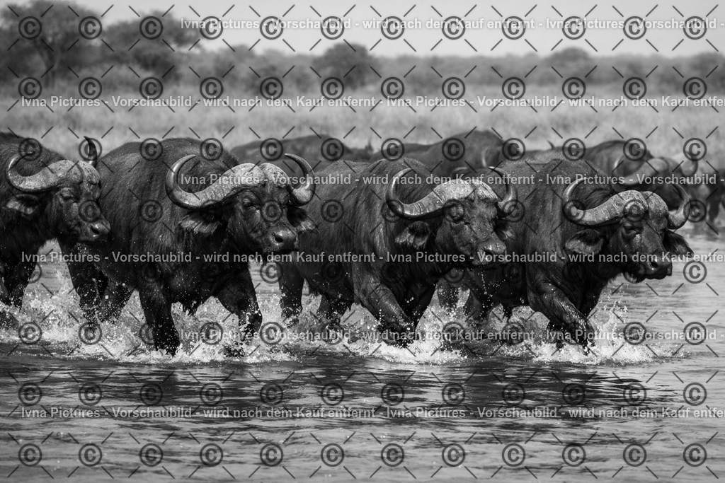 Afrikanische Büffel im Wasser | Ivna Pictures - Realisiert mit Pictrs.com