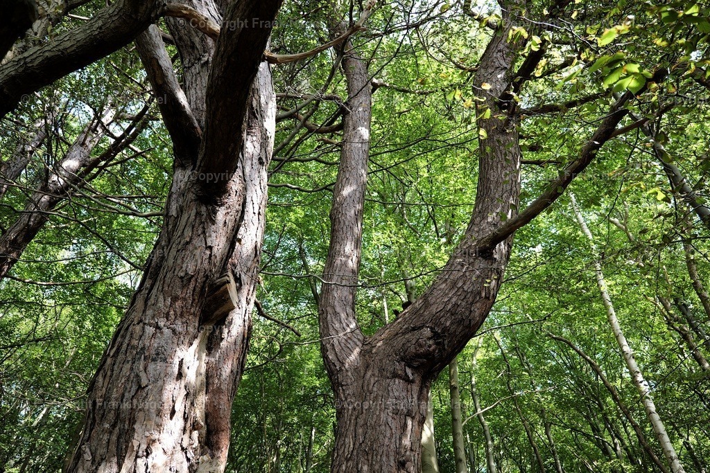 Mischwald mit Buchen  | Buchenwälder sind ökologisch wertvoll und stehen unter Naturschutz. Sie sind auf Rügen für den Naturtourismus von Bedeutung. Diese Fotografie entstand in Lietzow.. - Realisiert mit Pictrs.com