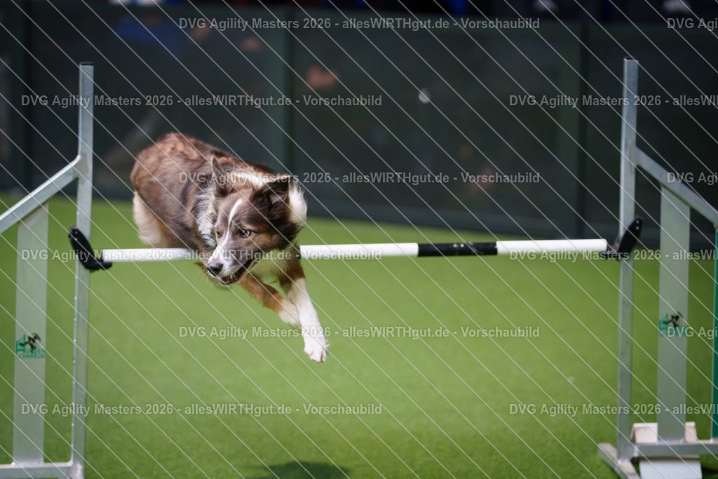 allesWIRTHgut_Tierfotografie-DVG_Agility_Masters_2026-09_40-7R502367 | Professionelle Tierfotografie in Mönchengladbach von Daniel Wirth (allesWIRTHgut). Liebevolle & natürliche Bilder von Hunden & Katzen für unvergessliche Erinnerungen.