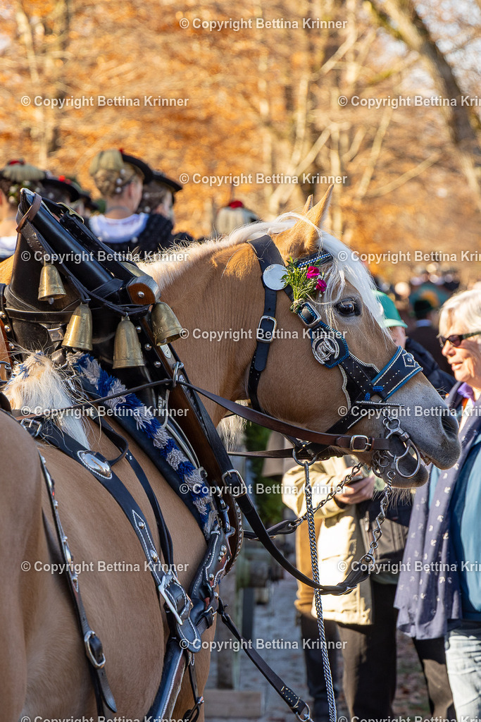 LBT25-1263 | foto-bettina-krinner - Realisiert mit Pictrs.com