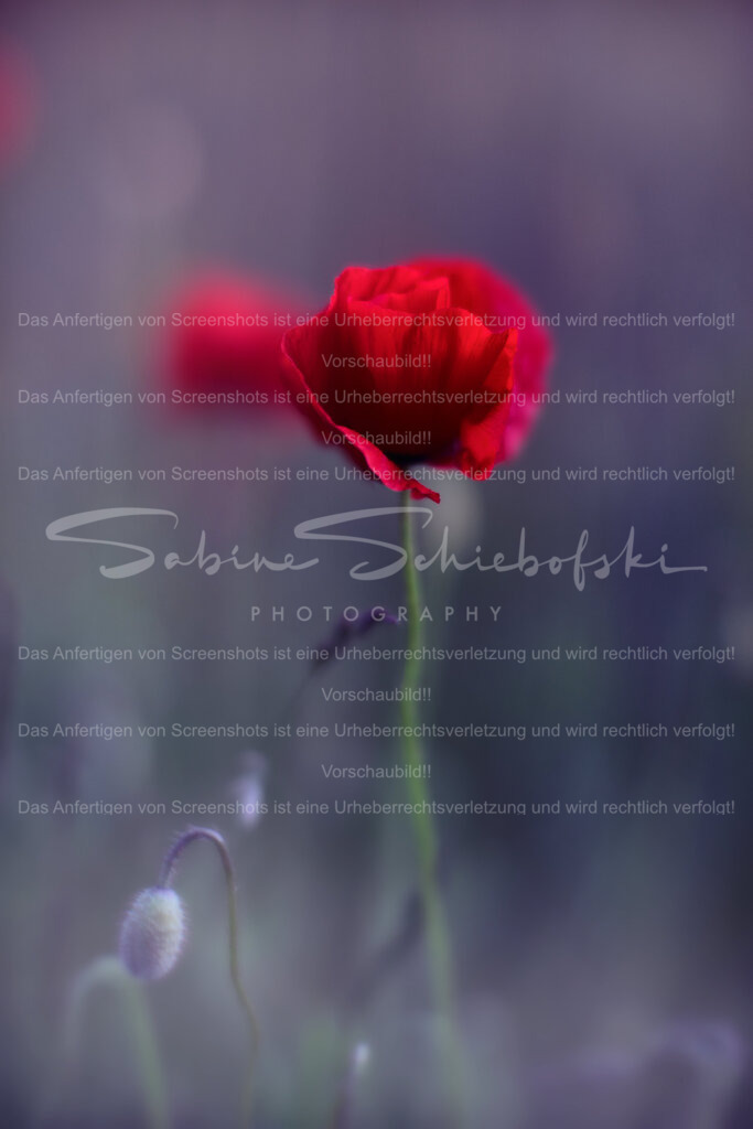 Wandbild Mohnblüte | People- und Tierfotografie, Imageaufnahmen, Veranstaltungsfotografie und Wandbilder aus der Natur ★ Made in Germany ✔️ Druck + Downloads ✔️ Naturfotografie in Top Qualität ★ schneller Versand, weltweite Lieferung! - Realisiert mit Pictrs.com