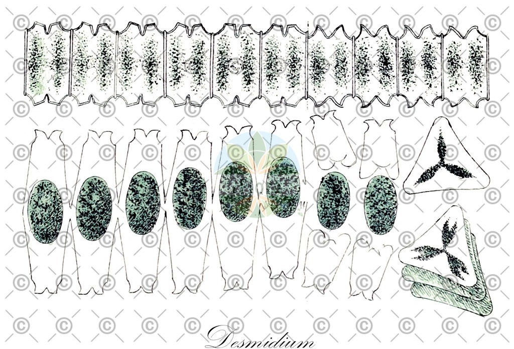 HistAbb_43NF_1_ENZY_Simple | Historische Abbildung von Desmidium - Desmidiaceae (0) | Historical Illustration of Desmidium - Desmidiaceae (0)