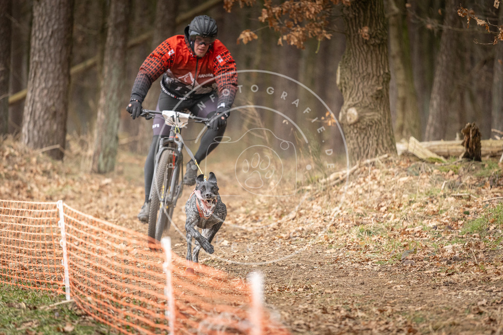 Pfotenfotografie_DV3A2631 | Hundefotografie, Tierfotograf, Pfotenfotografie, Fotoshooting Hund, Hunde Portrait, Hundesport, Hundeportraits, Heideshooting, Hunde, Sportfotograf, Hundefotograf, Turnierhundsport, THS,  - Realisiert mit Pictrs.com