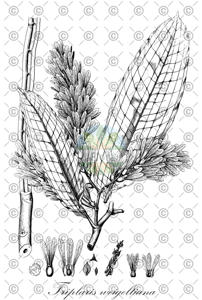 Histabb_EMP_7002063_SRC_Koehler_1887_SIMPLE | Historische Abbildung von Triplaris weigeltiana - Polygonaceae | Historical Illustration of Triplaris weigeltiana - Polygonaceae