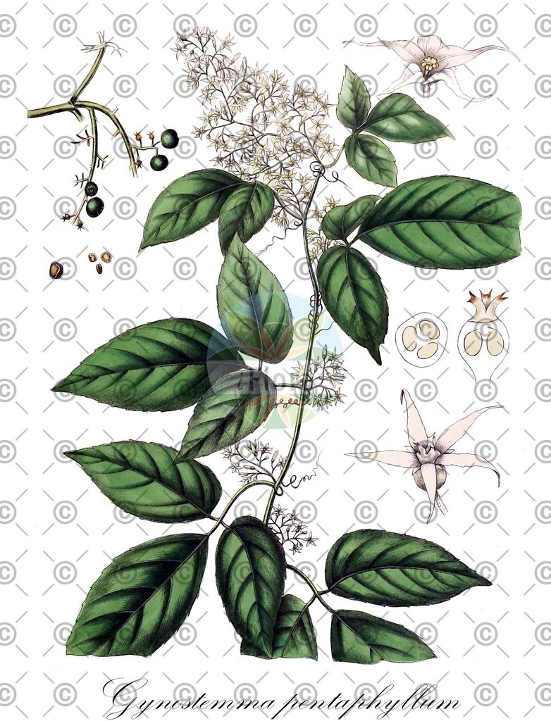 HistAbb_wfo-0000092360_1_ENZY_Simple | Historische Abbildung von Gynostemma pentaphyllum - Cucurbitaceae (Five Leaves Ginseng;Jiaogulan;Kraut der Unsterblichkeit;Miracle Grass) | Historical Illustration of Gynostemma pentaphyllum - Cucurbitaceae
