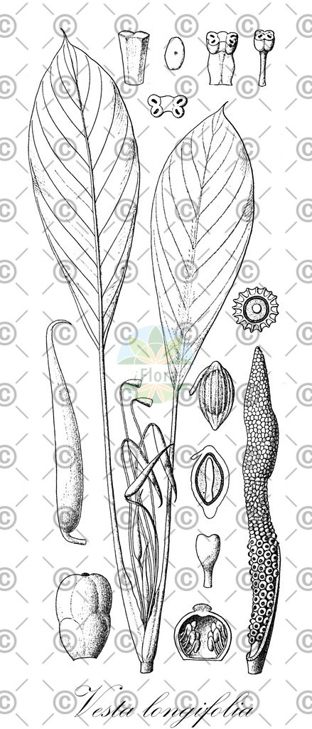 HistAbb_6296_1_SIMPLE | Historische Abbildung von Vesta longifolia - Araceae | Historical Illustration of Vesta longifolia - Araceae
