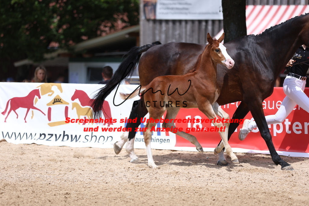 Fohlenschau_Schwäbisch_Hall_springbetonte_Fohlen_KN 21_11 | lmwpictures - Realisiert mit Pictrs.com