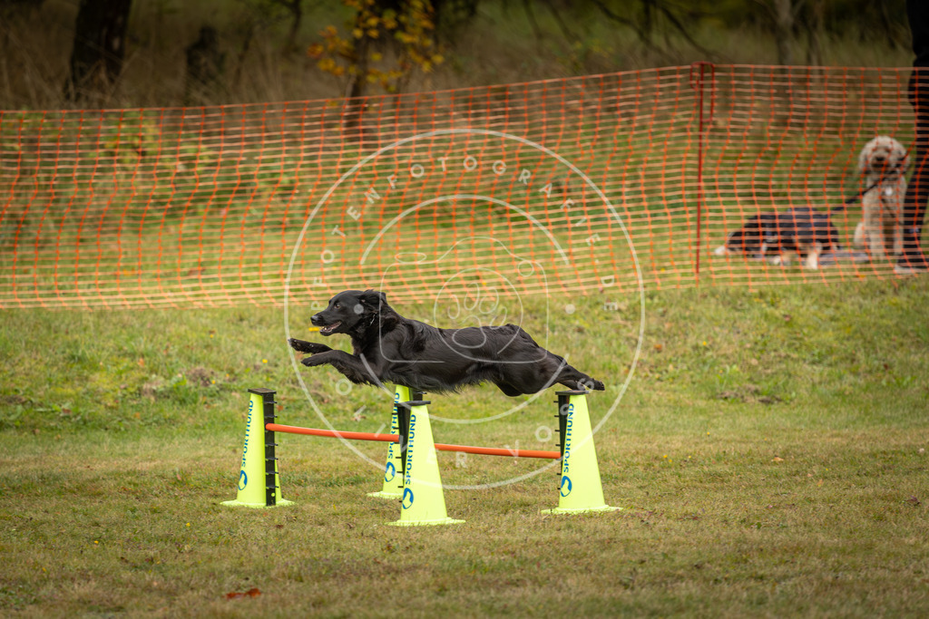 Pfotenfotografie_DV3A5925 | Hundefotografie, Tierfotograf, Pfotenfotografie, Fotoshooting Hund, Hunde Portrait, Hundesport, Hundeportraits, Heideshooting, Hunde, Sportfotograf, Hundefotograf, Turnierhundsport, THS,  - Realisiert mit Pictrs.com
