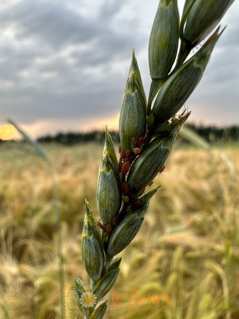 Kornähre | Dies ist der Shop von Florian Blum - le fleuri. Langenthal, Bern, SchweizSie können hier meine oder ihre eigenen Fotos als Fotoprodukte kaufen. Tassen, Schlüsselanhänger, Taschen etc. können Sie hier gestalten.  - Realisiert mit Pictrs.com