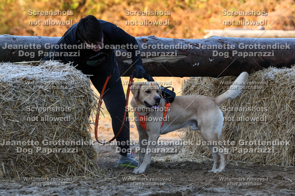 Dog Paparazzi - Strongdog 10-25-445 | Dog Paparazzi Jeanette Grottendiek Fotografie & Videografie - Realisiert mit Pictrs.com