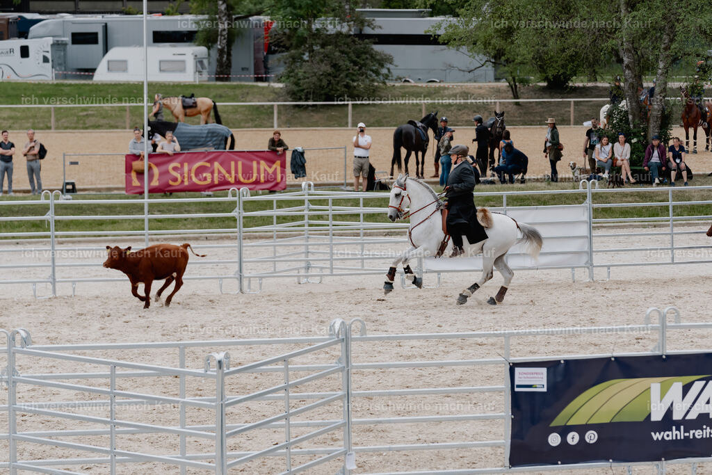 WE__Stoib_Rinder_PI2025_3094 | Pferd International München 2025