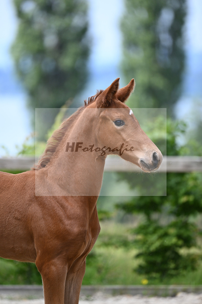 Va Bene x Bordeaux_SF_Lehmann_19240377 | hf-fotografie - Realisiert mit Pictrs.com