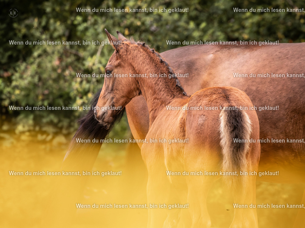 A10I6142-Verbessert-RR | photographylinaismer - Realisiert mit Pictrs.com