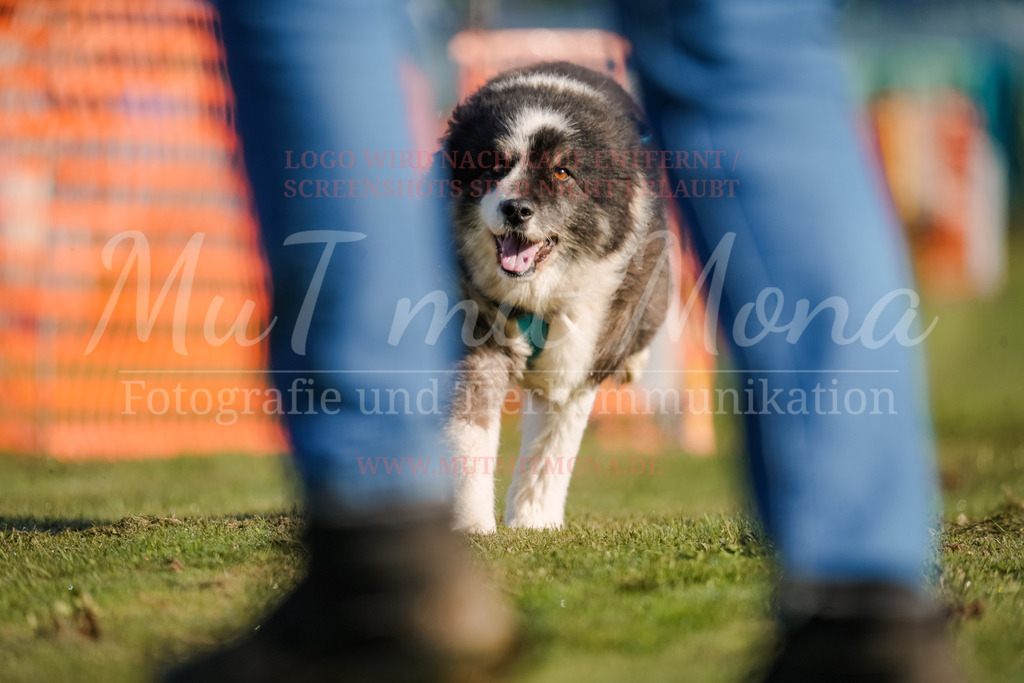 20250928_Hunderennen-18 | MuT (Mensch und Tier) mit Mona - Fotografie und Tierkommunikation - Realisiert mit Pictrs.com